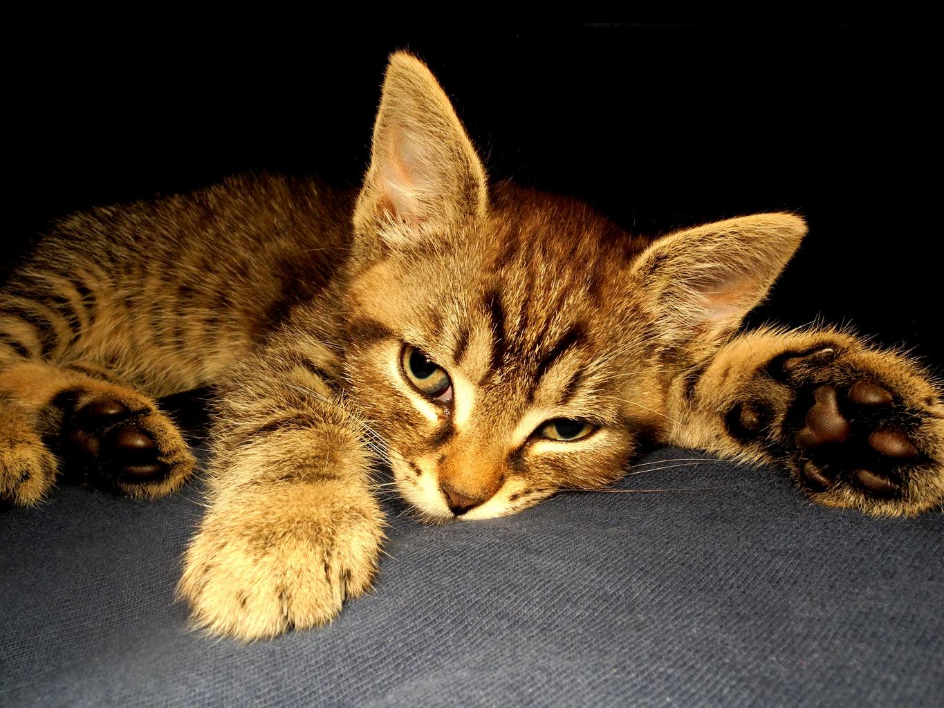 Cute Kitten